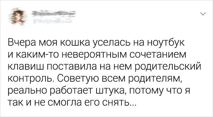 20+ ситуацій, які показують, що це кішки заводять нас, а не ми їх