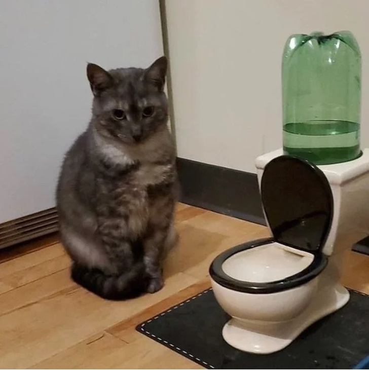 20+ ситуацій, які показують, що це кішки заводять нас, а не ми їх