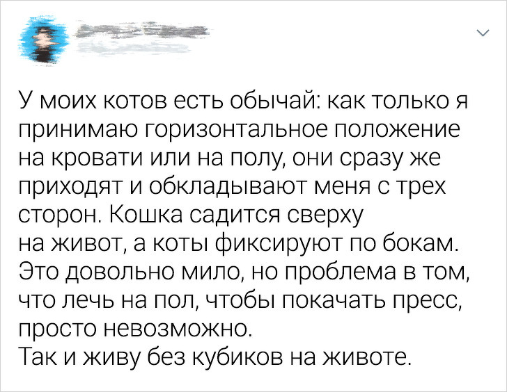20+ ситуацій, які показують, що це кішки заводять нас, а не ми їх