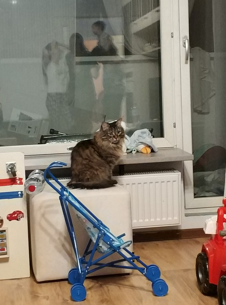 20+ ситуацій, які показують, що це кішки заводять нас, а не ми їх