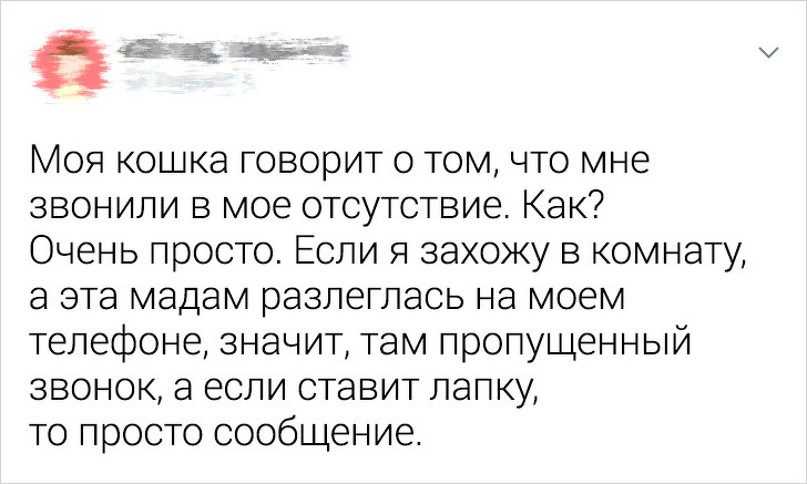 20+ ситуацій, які показують, що це кішки заводять нас, а не ми їх