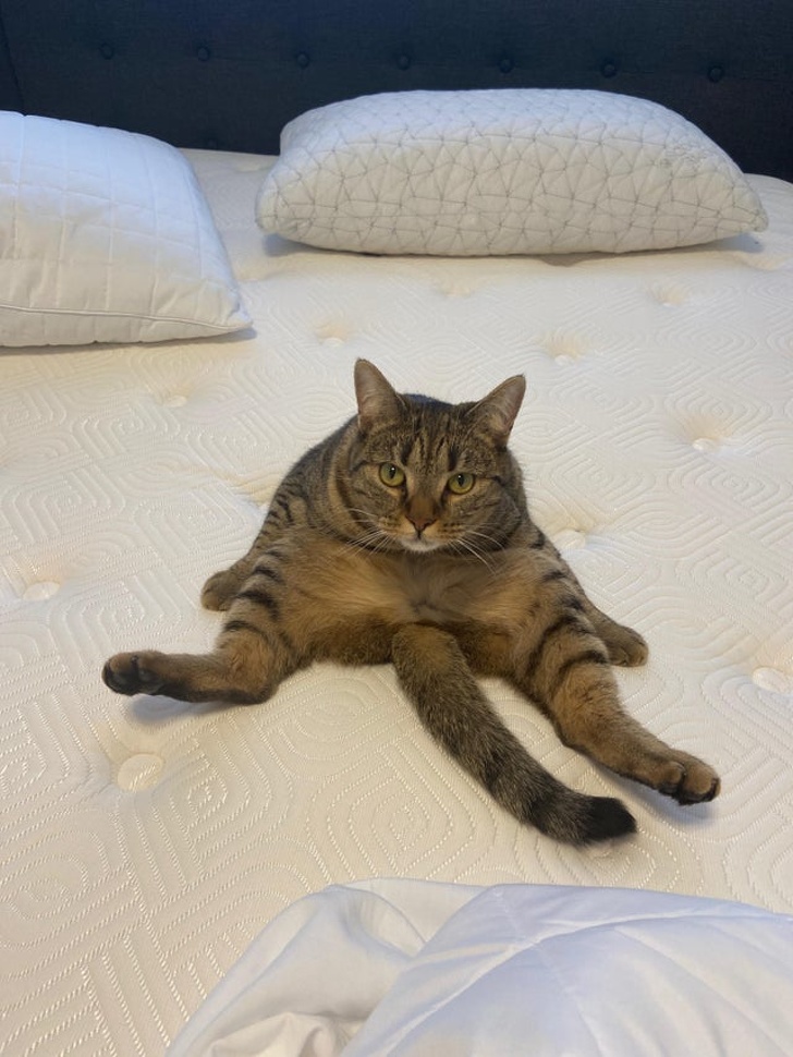 20+ ситуацій, які показують, що це кішки заводять нас, а не ми їх