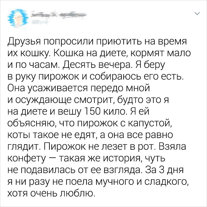 20+ ситуацій, які показують, що це кішки заводять нас, а не ми їх