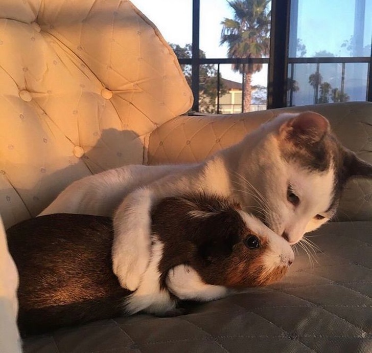 20+ ситуацій, які показують, що це кішки заводять нас, а не ми їх