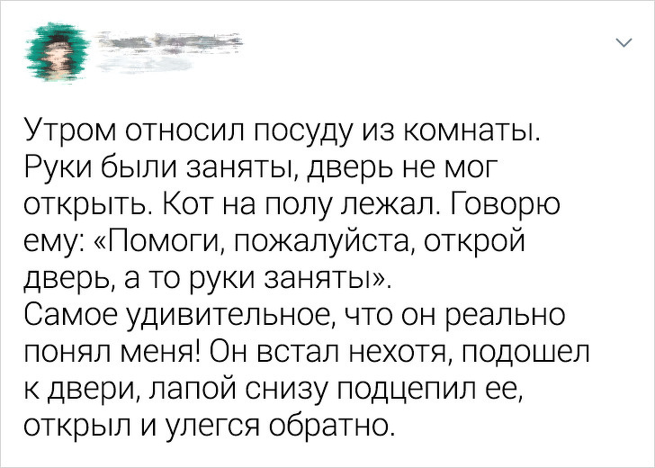 20+ ситуацій, які показують, що це кішки заводять нас, а не ми їх