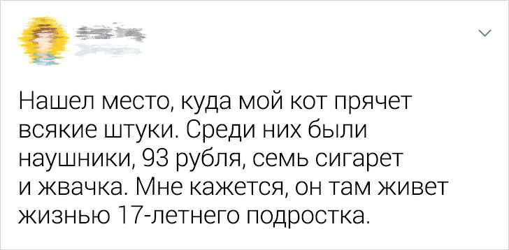 20+ ситуацій, які показують, що це кішки заводять нас, а не ми їх