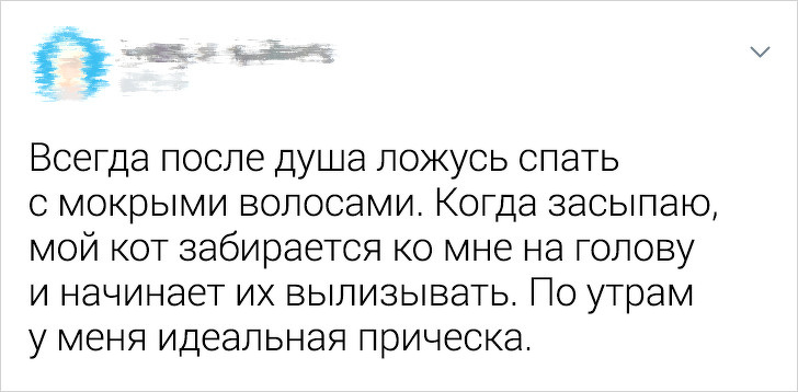 20+ ситуацій, які показують, що це кішки заводять нас, а не ми їх