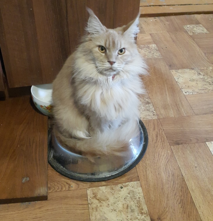 20+ ситуацій, які показують, що це кішки заводять нас, а не ми їх