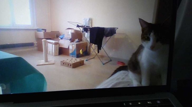 20+ ситуацій, які показують, що це кішки заводять нас, а не ми їх