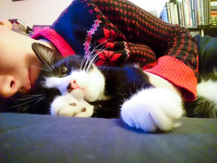 20+ ситуацій, які показують, що це кішки заводять нас, а не ми їх