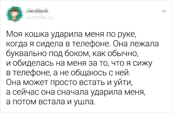 20+ ситуацій, які показують, що це кішки заводять нас, а не ми їх