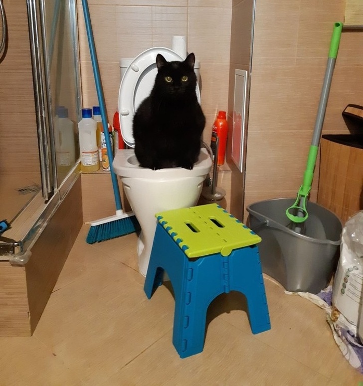 20+ ситуацій, які показують, що це кішки заводять нас, а не ми їх