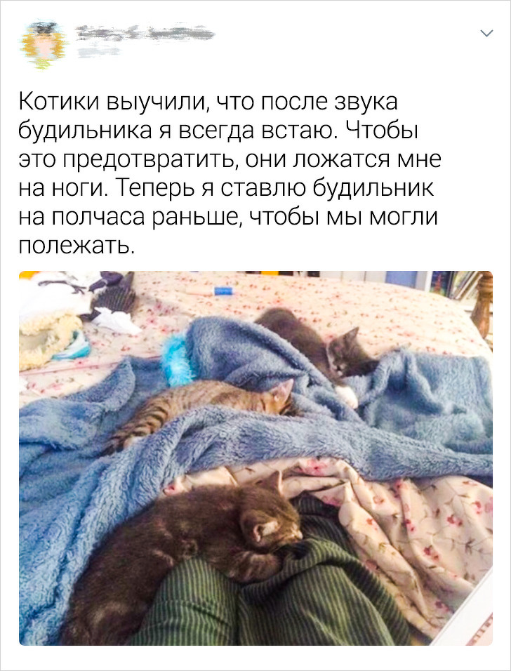 20+ ситуацій, які показують, що це кішки заводять нас, а не ми їх