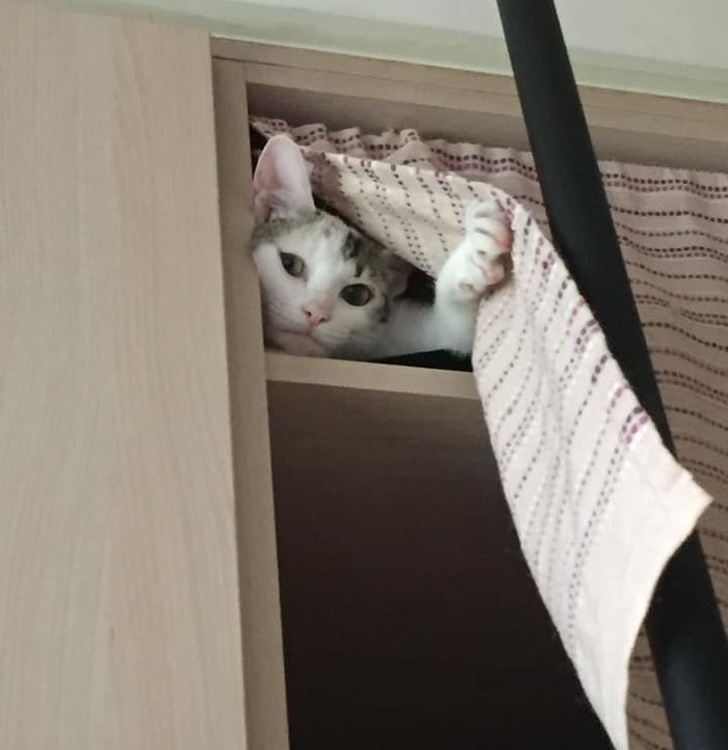 20+ ситуацій, які показують, що це кішки заводять нас, а не ми їх