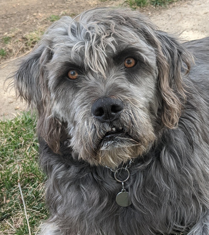 20+ собак, у яких злетіли стандартні налаштування