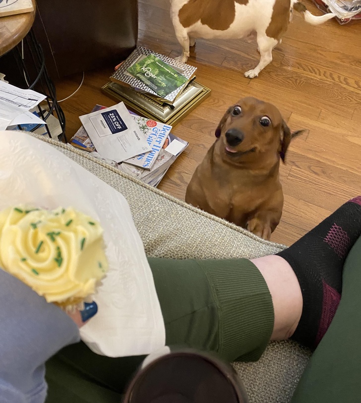 20+ собак, у яких злетіли стандартні налаштування