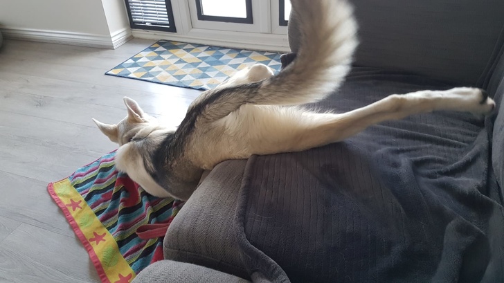 20+ собак, у яких злетіли стандартні налаштування