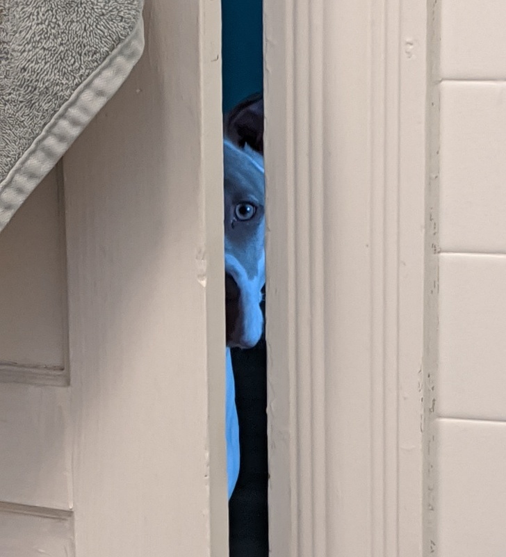 20+ собак, у яких злетіли стандартні налаштування