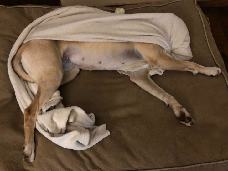 20+ собак, у яких злетіли стандартні налаштування