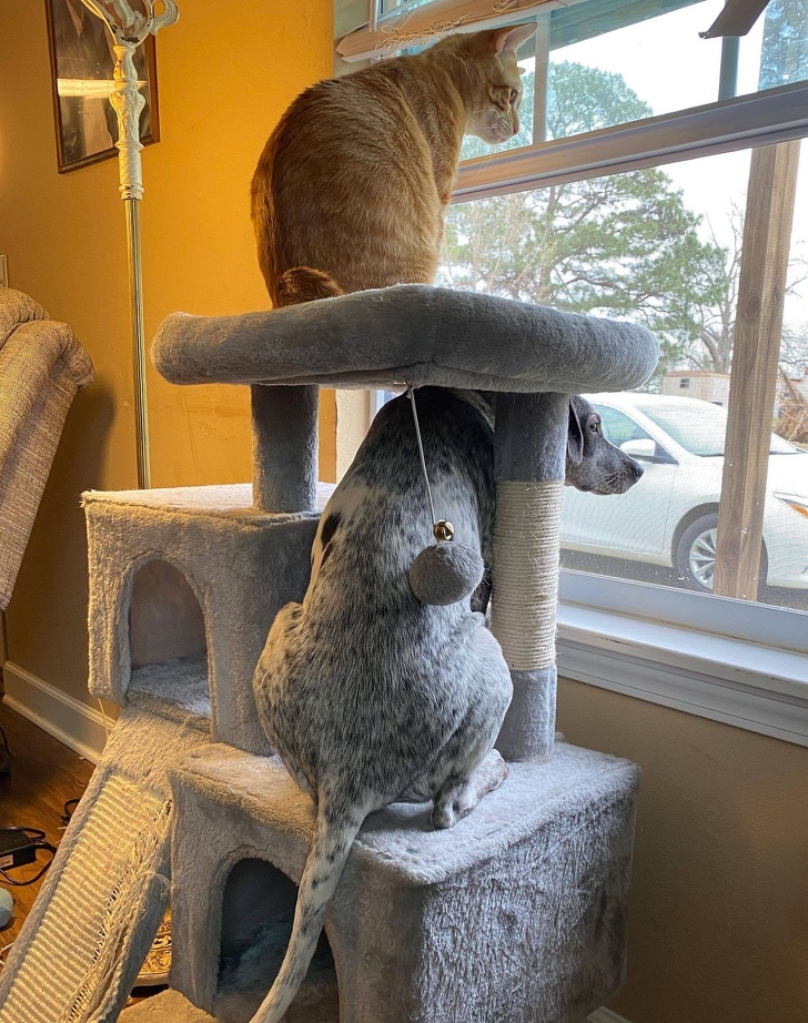 20+ собак, у яких злетіли стандартні налаштування