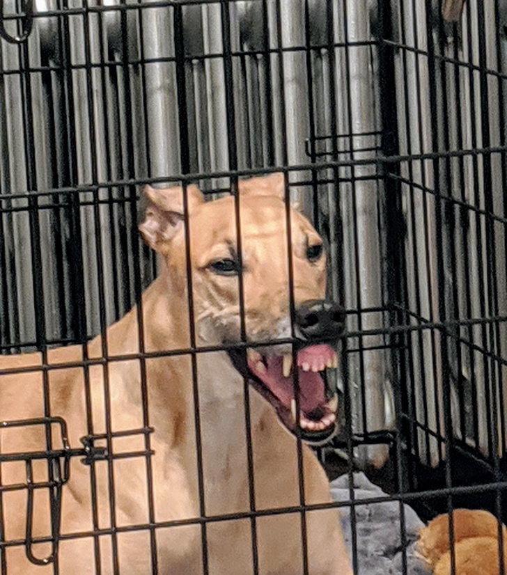 20+ собак, у яких злетіли стандартні налаштування