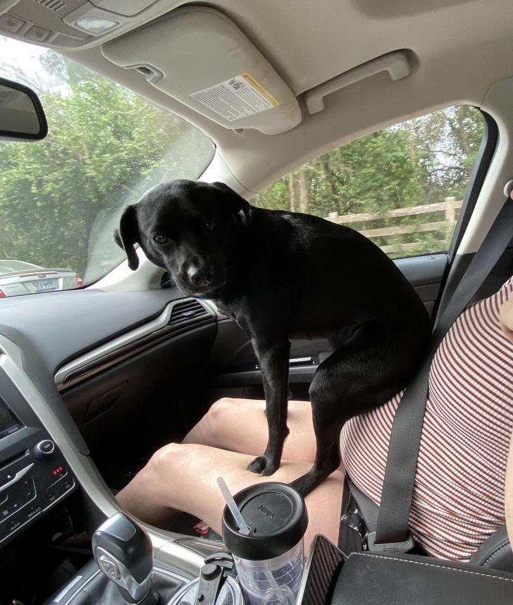 20+ собак, у яких злетіли стандартні налаштування