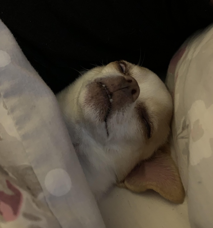 20+ собак, у яких злетіли стандартні налаштування