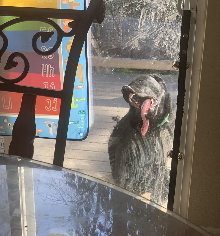 20+ собак, у яких злетіли стандартні налаштування