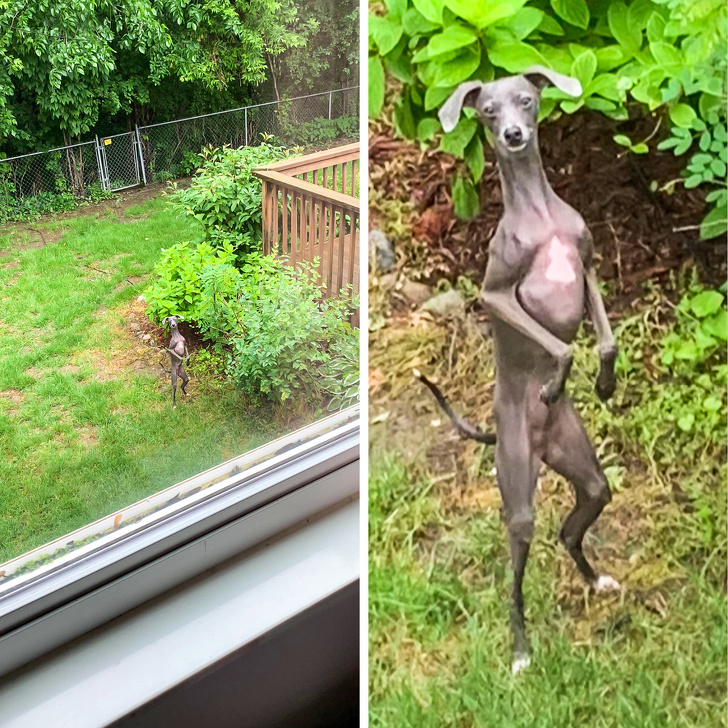 20+ собак, у яких злетіли стандартні налаштування