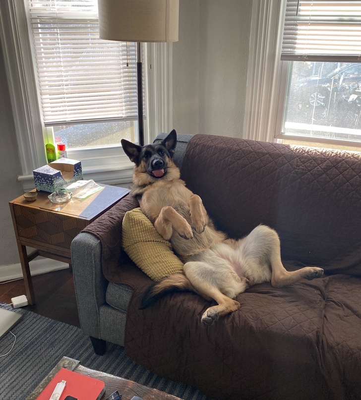 20+ собак, у яких злетіли стандартні налаштування