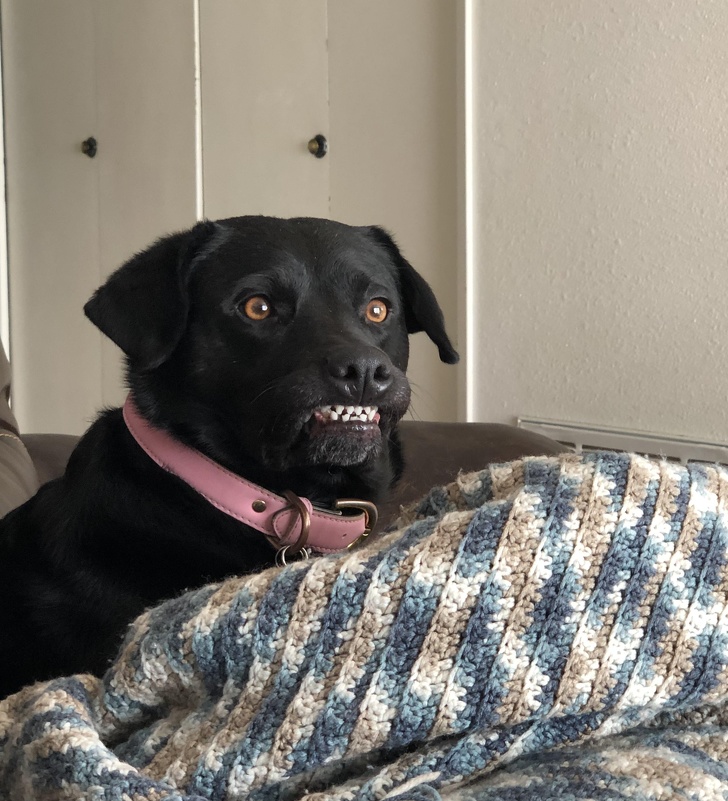 20+ собак, у яких злетіли стандартні налаштування