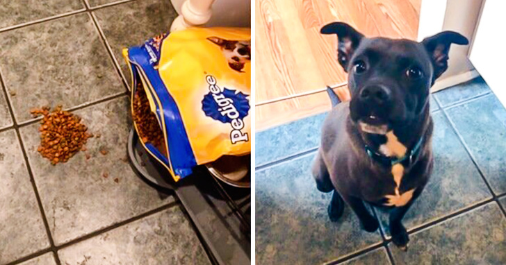 20+ собак, у яких злетіли стандартні налаштування