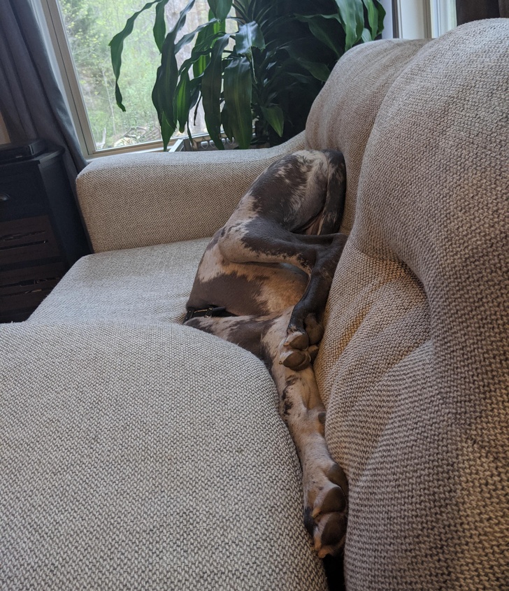 20+ собак, у яких злетіли стандартні налаштування