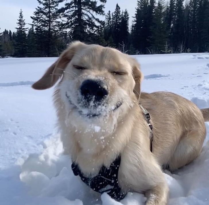 20+ собак, у яких злетіли стандартні налаштування