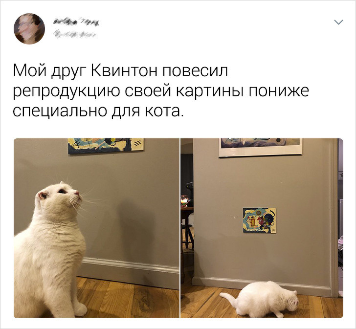 20+ твітів про те, що коти — це філія цирку на дому