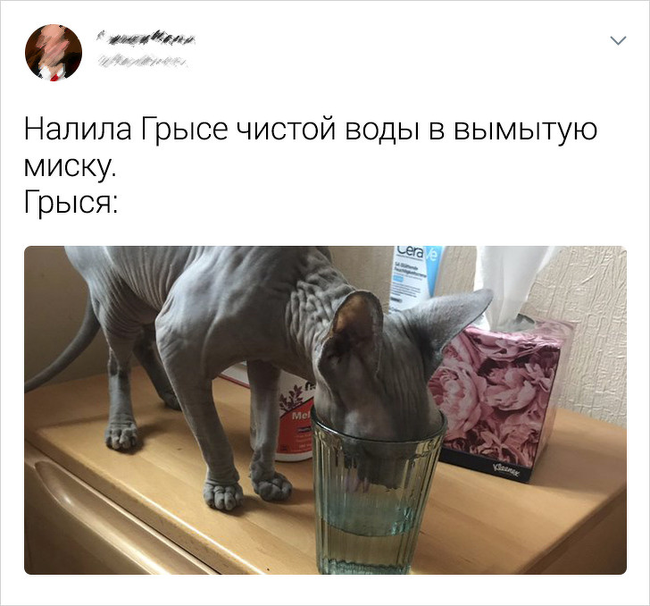 20+ твітів про те, що коти — це філія цирку на дому