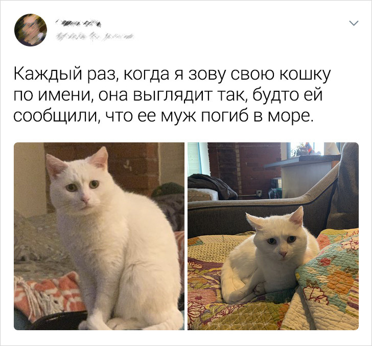 20+ твітів про те, що коти — це філія цирку на дому