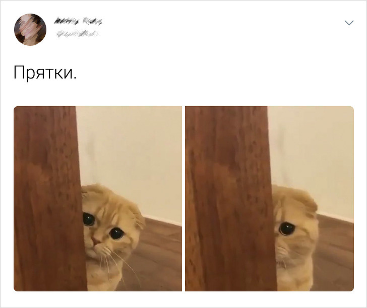 20+ твітів про те, що коти — це філія цирку на дому