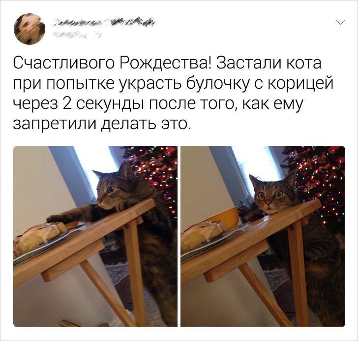 20+ твітів про те, що коти — це філія цирку на дому