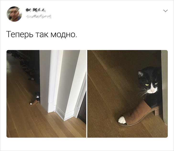 20+ твітів про те, що коти — це філія цирку на дому