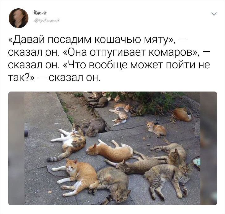 20+ твітів про те, що коти — це філія цирку на дому