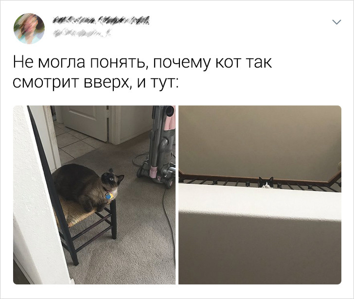 20+ твітів про те, що коти — це філія цирку на дому
