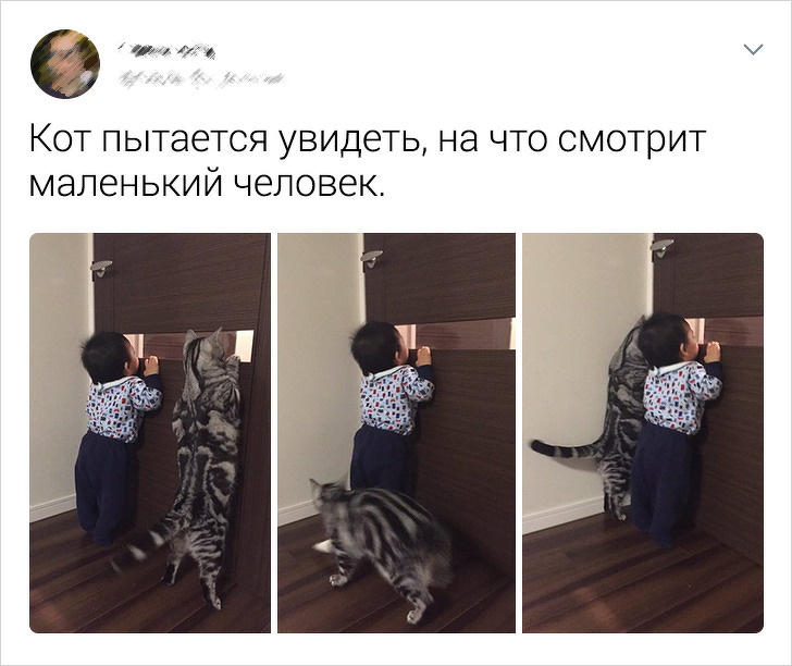 20+ твітів про те, що коти — це філія цирку на дому