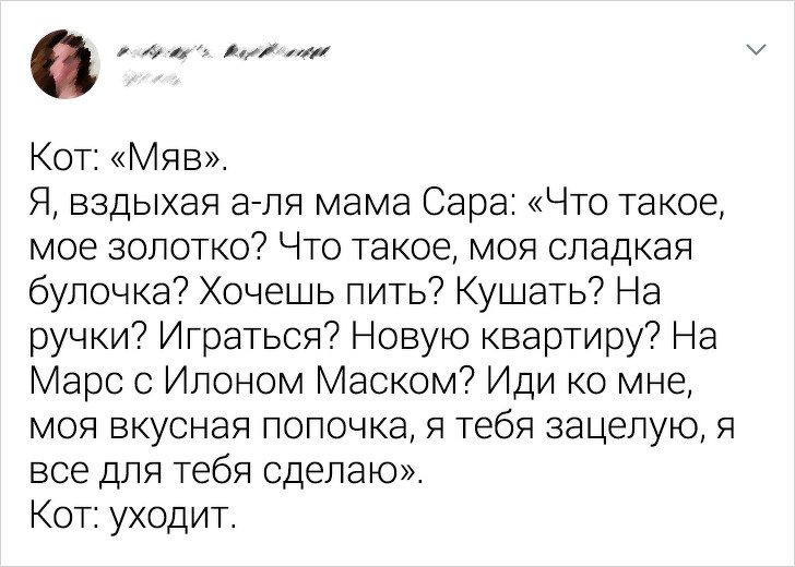 20+ твітів про те, що коти — це філія цирку на дому