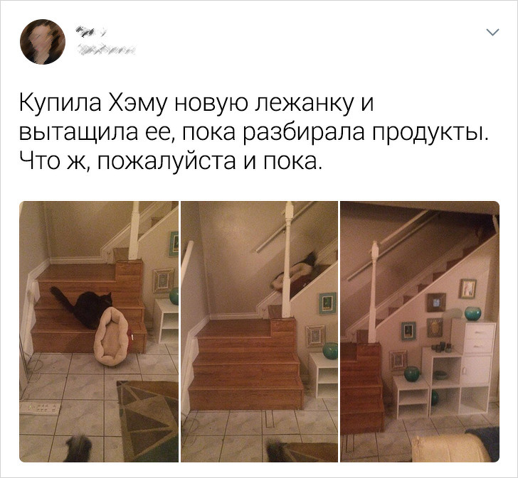 20+ твітів про те, що коти — це філія цирку на дому