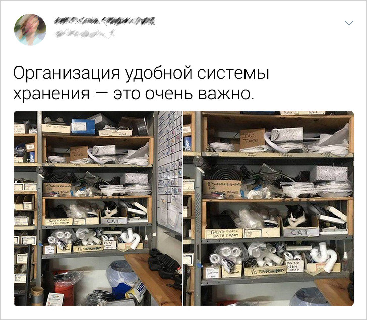 20+ твітів про те, що коти — це філія цирку на дому