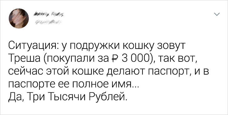 20+ твітів про те, що коти — це філія цирку на дому