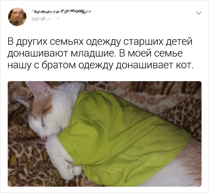 20+ твітів про те, що коти — це філія цирку на дому