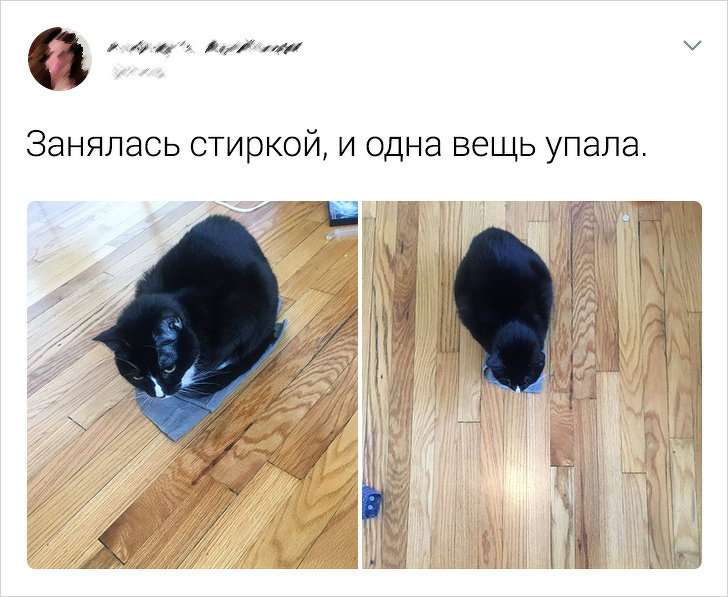 20+ твітів про те, що коти — це філія цирку на дому