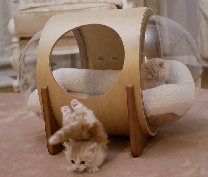 20+ тварин, чия непередбачуваність здивувала навіть їх самих